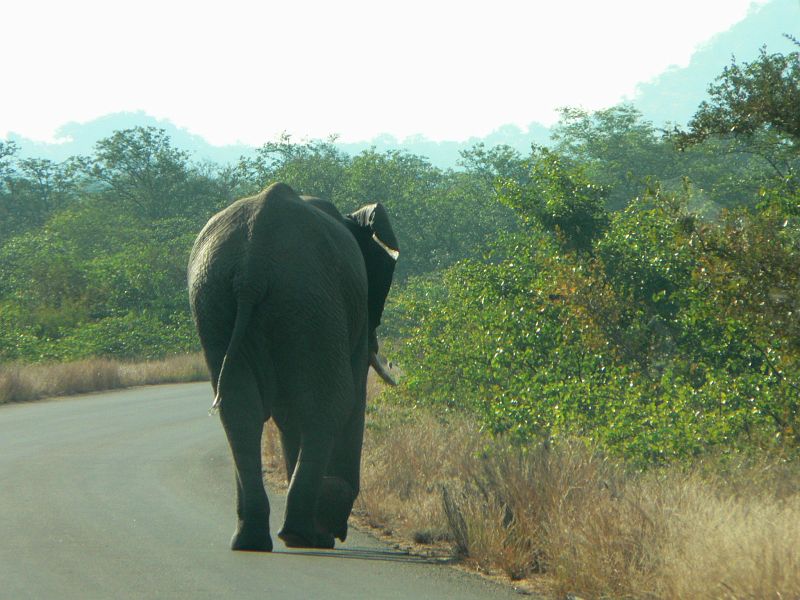 JAR 011_sl.JPG - Po vydatné snídani jsme brzo ráno vjeli do Krugerova národního parku. Hned po 300 metrech si to po silnici štřádoval slon.